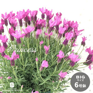 \̔ t`x_[ 唫 vZX 6 o^i  h n[u  hlr 3{ȍ~