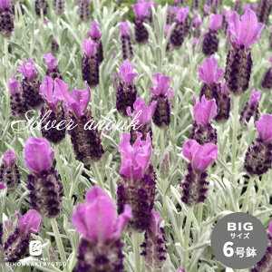 \̔ t`x_[ 唫 Vo[Ak[N 6 o^i  h n[u  hlr 3{ȍ~