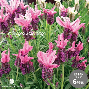 \̔ t`x_[ 唫 btY VK[x[ 6 o^i  h n[u  hlr 3{ȍ~