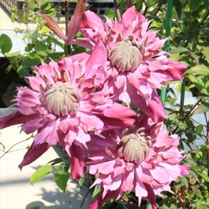 \̔ N}`X c eB[^CIuiU io^o蒆 t_n ̃N}`X 2Nc 10.5cm|bg ochi 3{ȍ~