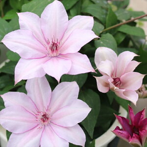 \̔ N}`X c `F[JNe io^o蒆 peXn ̃N}`X 2Nc 10.5cm|bg ochi 3{ȍ~