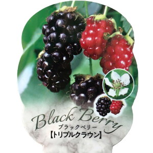 gQȂubNx[ c gvNE 9cm|bg c ʎc ysb