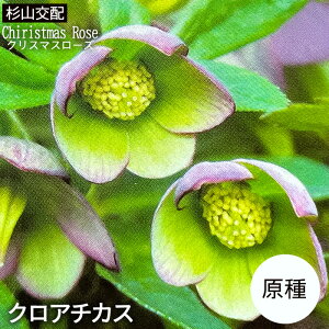 \̔ NX}X[Yc  NA`JX | Rz 9cm|bg h K[fjO sgyc 12{ȍ~