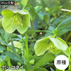 \̔ NX}X[Yc  {bRlC  | Rz 9cm|bg h K[fjO sgyc 12{ȍ~