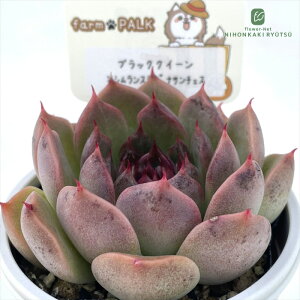 A plkGPxA ubNNC[×VXOiT`FX A pNc  GPxA 6cm|bg