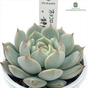 A OfsGPxA zR×Ö A Ofs PLANTS I[Yvcc  GPxA 6cm|bg