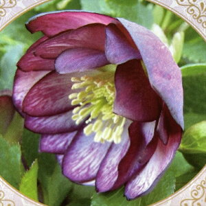 NX}X[Yc JԌ劔 _uoCJ[ Rz 12cm|bg h K[fjO sgy