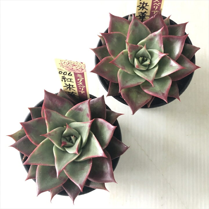 楽天市場】多肉植物 oriミックスベリア No.006 紅染華 多肉植物 お 