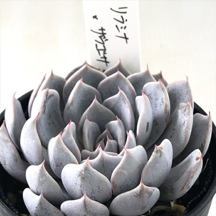 楽天市場】多肉植物 O