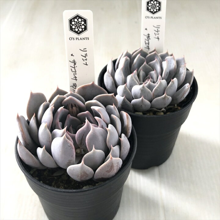楽天市場】多肉植物 O