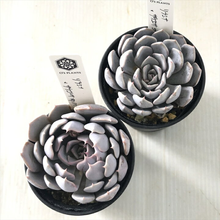 楽天市場】多肉植物 O