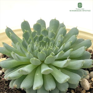 �����A�� sb�G�P�x���A �r���Z���g�J�g�[ �����A�� �G�P�x���A 7.5cm�|�b�g