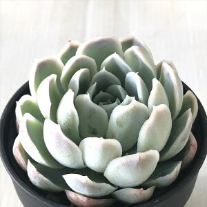 A hmGPxA sNGWF A GPxA 6cm|bg