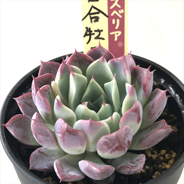 楽天市場】多肉植物 oriミックスベリア No.055 百合牡丹 多肉植物 お  