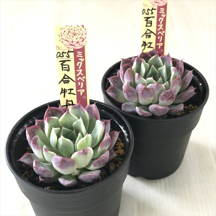 楽天市場】多肉植物 oriミックスベリア No.055 百合牡丹 多肉植物 お  