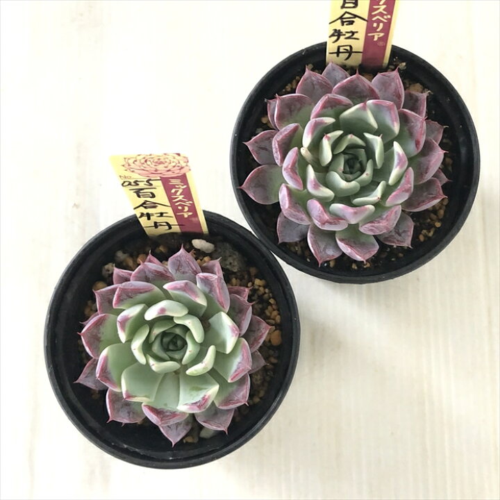 楽天市場】多肉植物 oriミックスベリア No.055 百合牡丹 多肉植物 お  