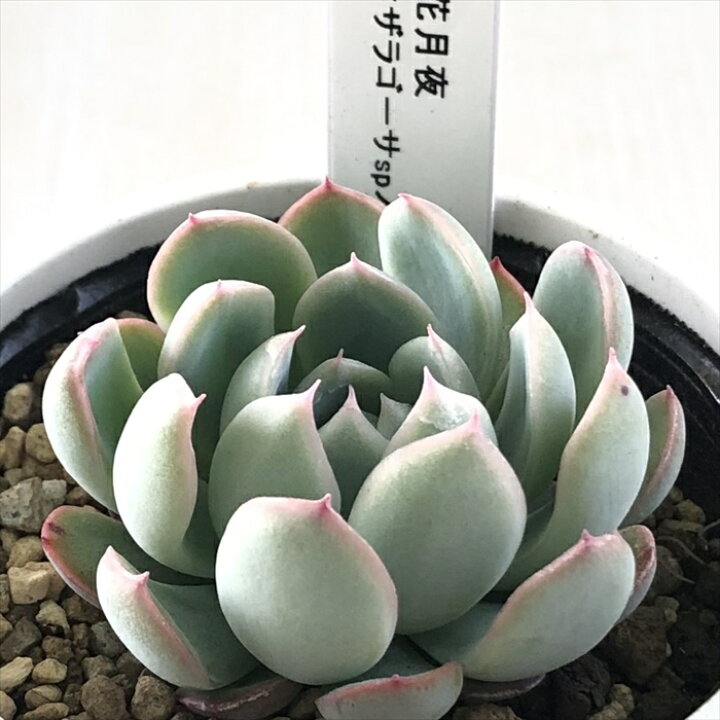 楽天市場】多肉植物 yukエケベリア 花月夜×ザラゴーサspノバ 多肉植物  
