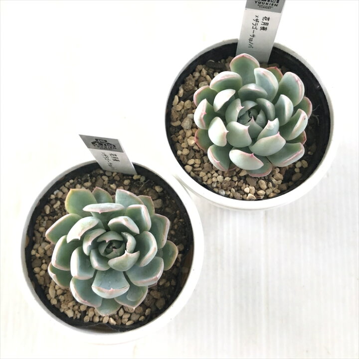楽天市場】多肉植物 yukエケベリア 花月夜×ザラゴーサspノバ 多肉植物 