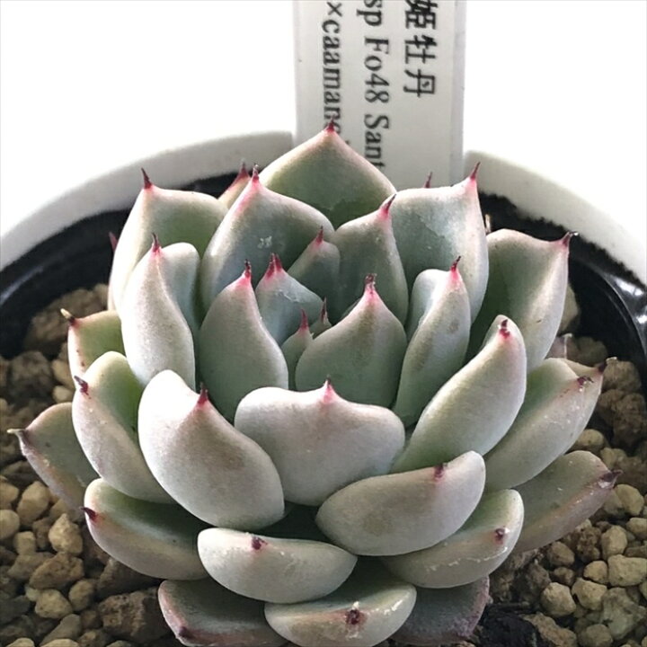 楽天市場】多肉植物 yukエケベリア 沙羅姫牡丹×（E.sp Fo48 Santa 