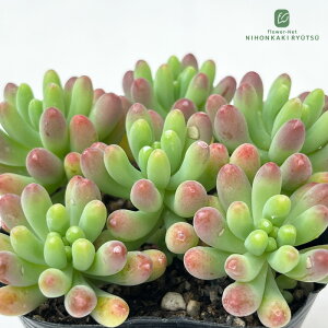 A seZ_ S A Z_ 9cm|bg