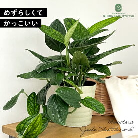 観葉植物 希少！ モンステラ ジェイドシャトルコック 5号鉢 観葉植物 送料無料 室内 贈り物 プレゼント インテリア おしゃれ