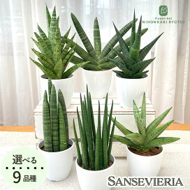 楽天市場】多肉植物 sfセンペルビウム グミベアヒェン 7.5cmポット 