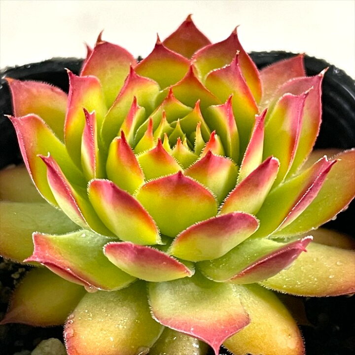 楽天市場】多肉植物 shセンペルビウム ゴールドナゲット 登録品種 7.5 
