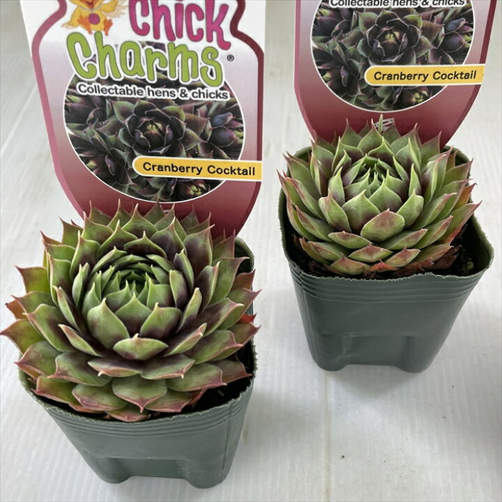 楽天市場】多肉植物 shセンペルビウム クランベリーカクテル 7.5cm 