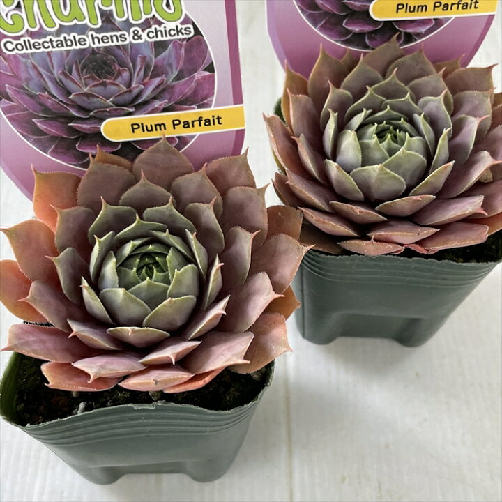 楽天市場】多肉植物 shセンペルビウム プラムパフェ 7.5cmポット 
