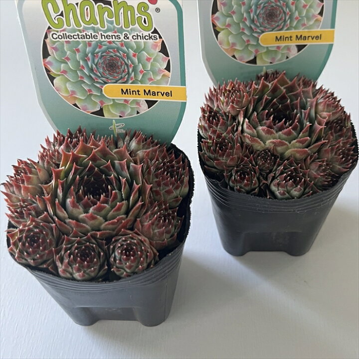 楽天市場】多肉植物 shセンペルビウム ミントマーブル 7.5cmポット 