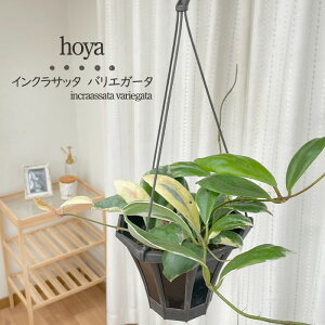 ϗtA z CNTb^ oGK[^ 5 ݂蔫 ݂艺 nMO  ϗtA  蕨 v[g CeA  grb