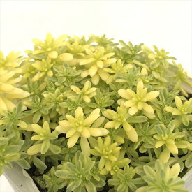 多肉植物 sbセダム 斑入りミモザ 多肉植物 セダム 7.5cmポット