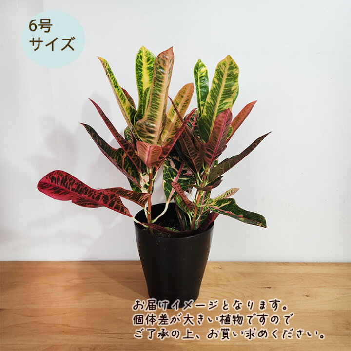 楽天市場】観葉植物 クロトン ネオ エクセレント 6号鉢 送料無料 観葉 