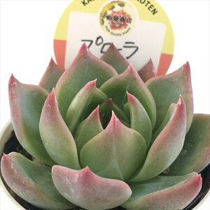 A kswGPxA v[ Xc GPxA 6cm|bg