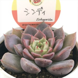 A kswGPxA VfB Xc GPxA 6cm|bg