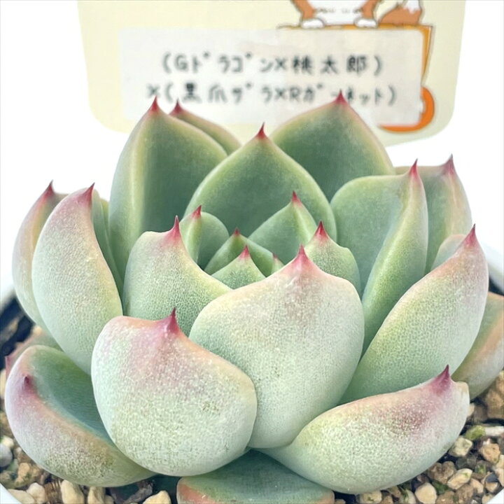 楽天市場】多肉植物 plkエケベリア （Gドラゴン×桃太郎）×（黒爪 
