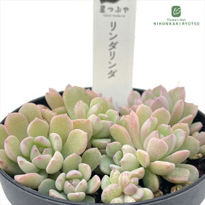 A hstZ_ __ A Ԃ₳c Z_ 7.5cm|bg