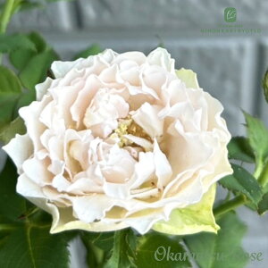 \̔ oc oc  _i KN ΂  Yc [Y IWii 2way[Y oko 12{ȍ~