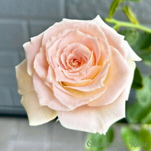 \̔ oc oVc  _i KN ΂ Yc [Y IWii 2way[Y oks 4{ȍ~