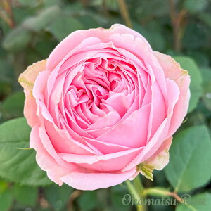 \̔ oc oVc Y _i KN ΂ Yc [Y IWii 2way[Y oks 4{ȍ~