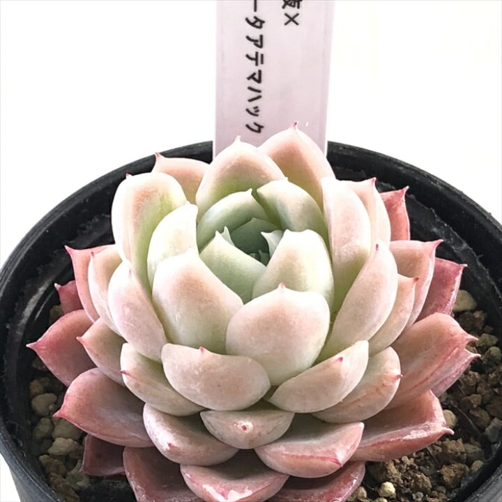 楽天市場】多肉植物 TYエケベリア 花月夜×コロラータアテマハック 多肉 