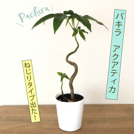 パキラ アクアティカ ねじり 3.5号鉢 苗 観葉植物 インテリア おしゃれ