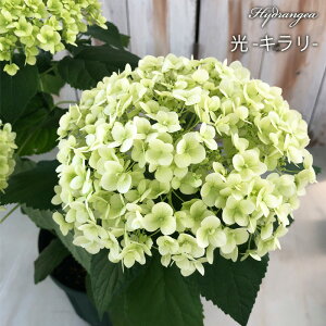 �\��̔� �A�W�T�C �A�i�x�� �L���� 13.5cm�|�b�g �n�C�h�����W�A �c �ԕc �c�� �������� ���z�� krt 4�����{�ȍ~����