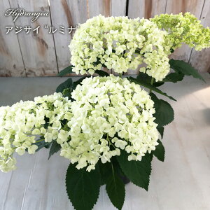 \̔ AWTC Aix ~i 13.5cm|bg o^i nChWA c ԕc c  z krt 4{ȍ~