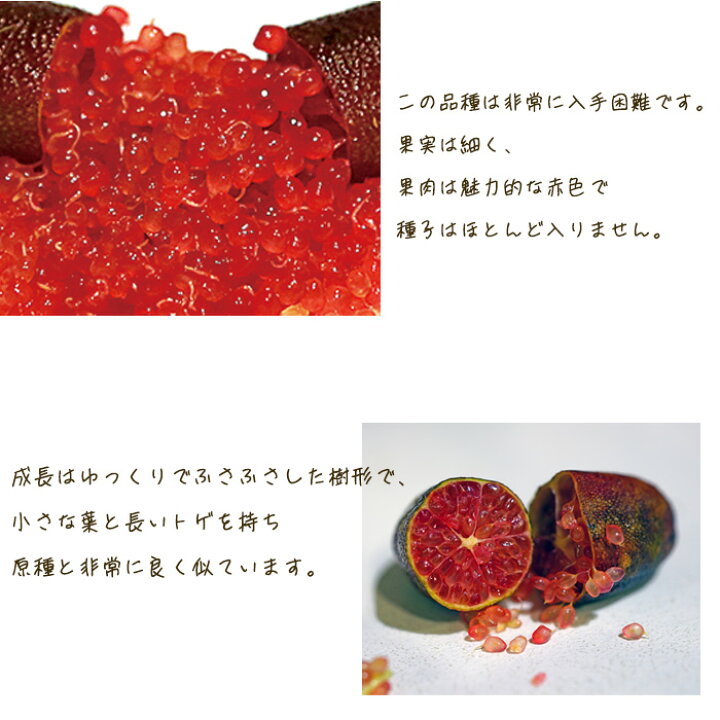 楽天市場】フィンガーライム クリムゾンタイド 5号鉢 苗木 果樹苗 送料 
