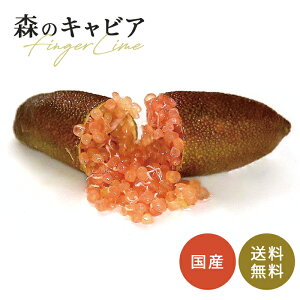 フィンガーライム ピンクアイス 5号鉢 苗木 果樹苗 送料無料 フィンガーライムジャパン flj