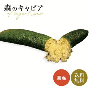 tBK[C eCXeBO[ 5 c ʎc  tBK[CWp flj