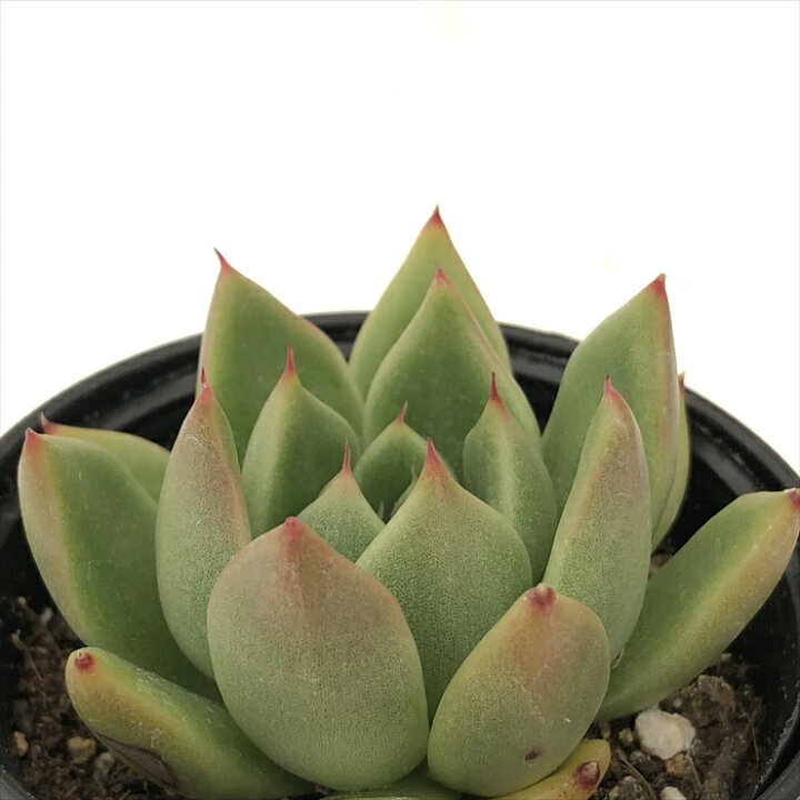 楽天市場】多肉植物 hmエケベリア アルバローズ 多肉植物 エケベリア  