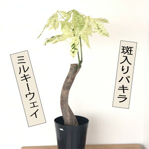 ϗtA pL ~L[EFC 5 pL  ϗtA  蕨 v[g CeA 