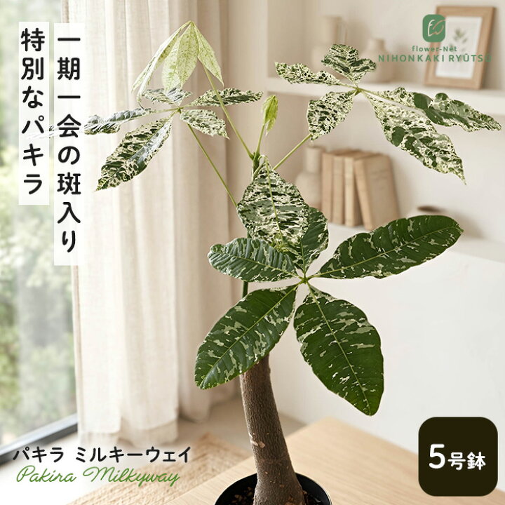 楽天市場】観葉植物 斑入りパキラ ミルキーウェイ 5号鉢 パキラ 送料 